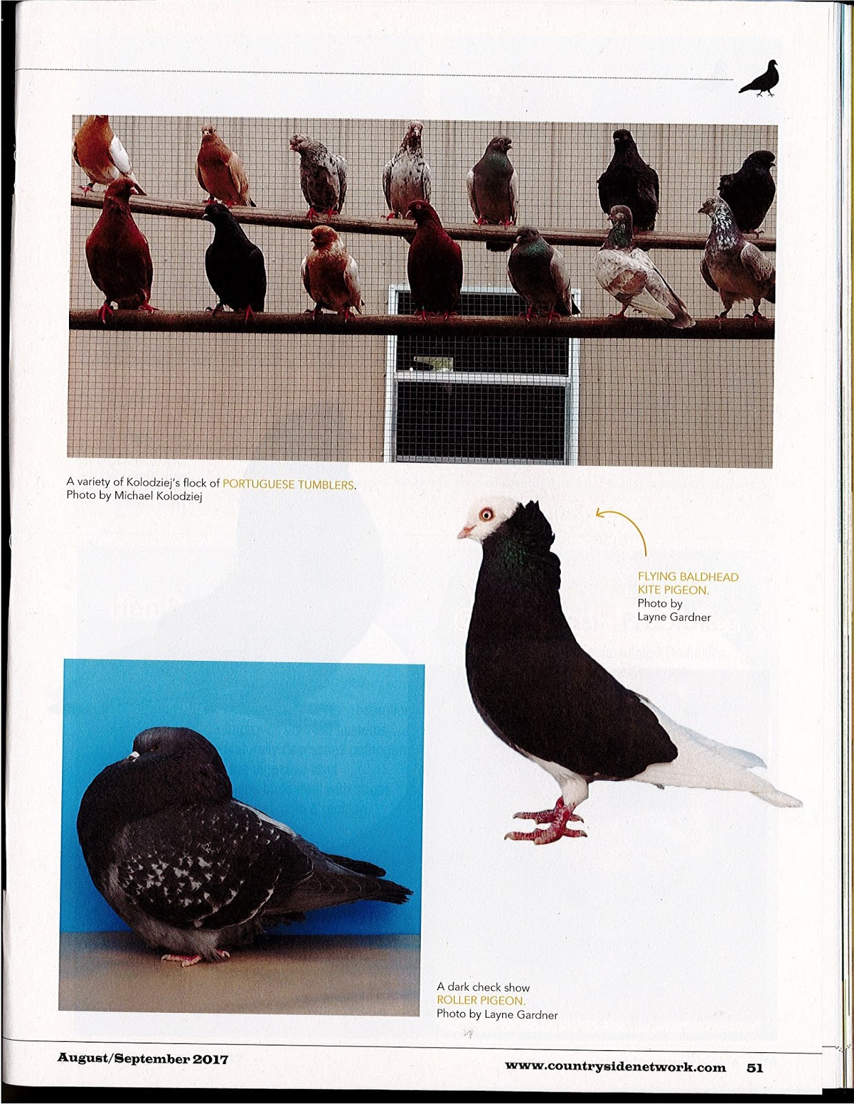 AMERICAN RACING PIGEON UNION Backyard Poultry 4part series, written