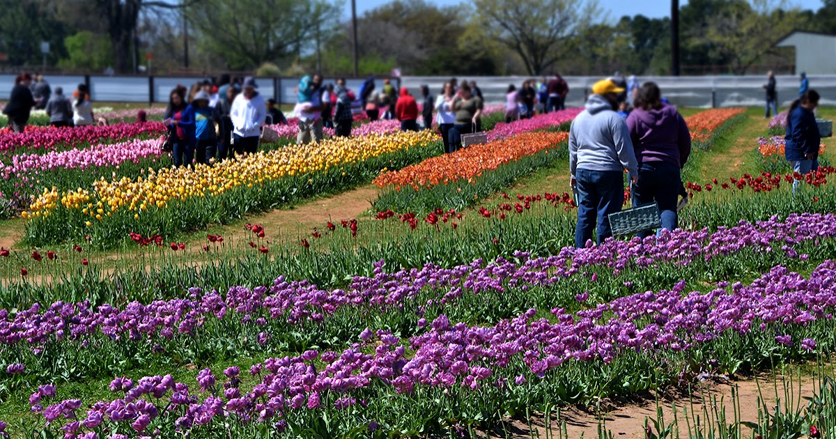 Freedom_to roam_roadtrip. Texas Tulips Beauty in Pilot Point Texas