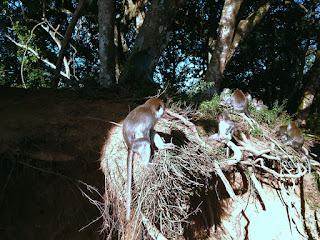 Monkeys Bask In The Morning Sun At Wanagiri Village, Buleleng, Bali, Indonesia