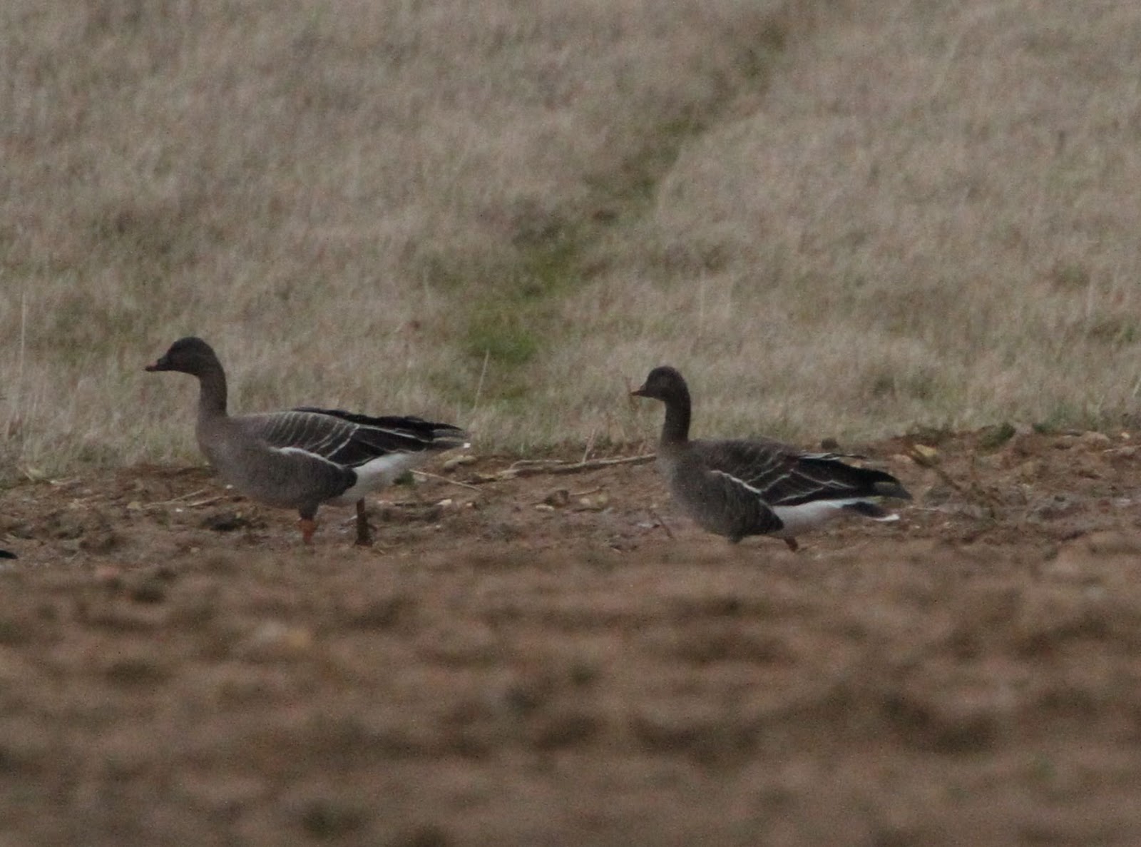 Old Man of Minsmere aka John Richardson Wednesday Very Quiet Day Again