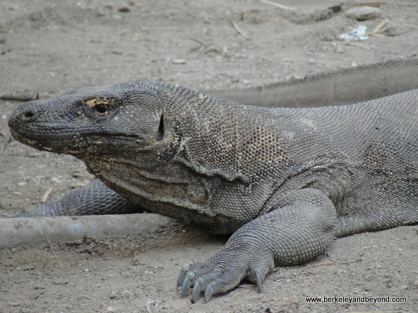 komodo dragon at Komodo Island in Indonesia komodo dragon at Komodo Island in Indonesia