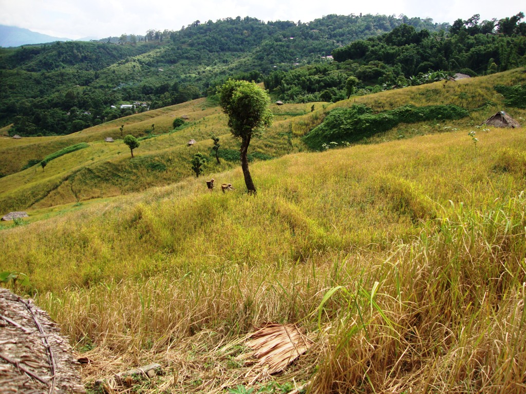 THE WANCHO: JHUM CULTIVATION AMONG WANCHO TRIBE OF ARUNACHAL PRADESH