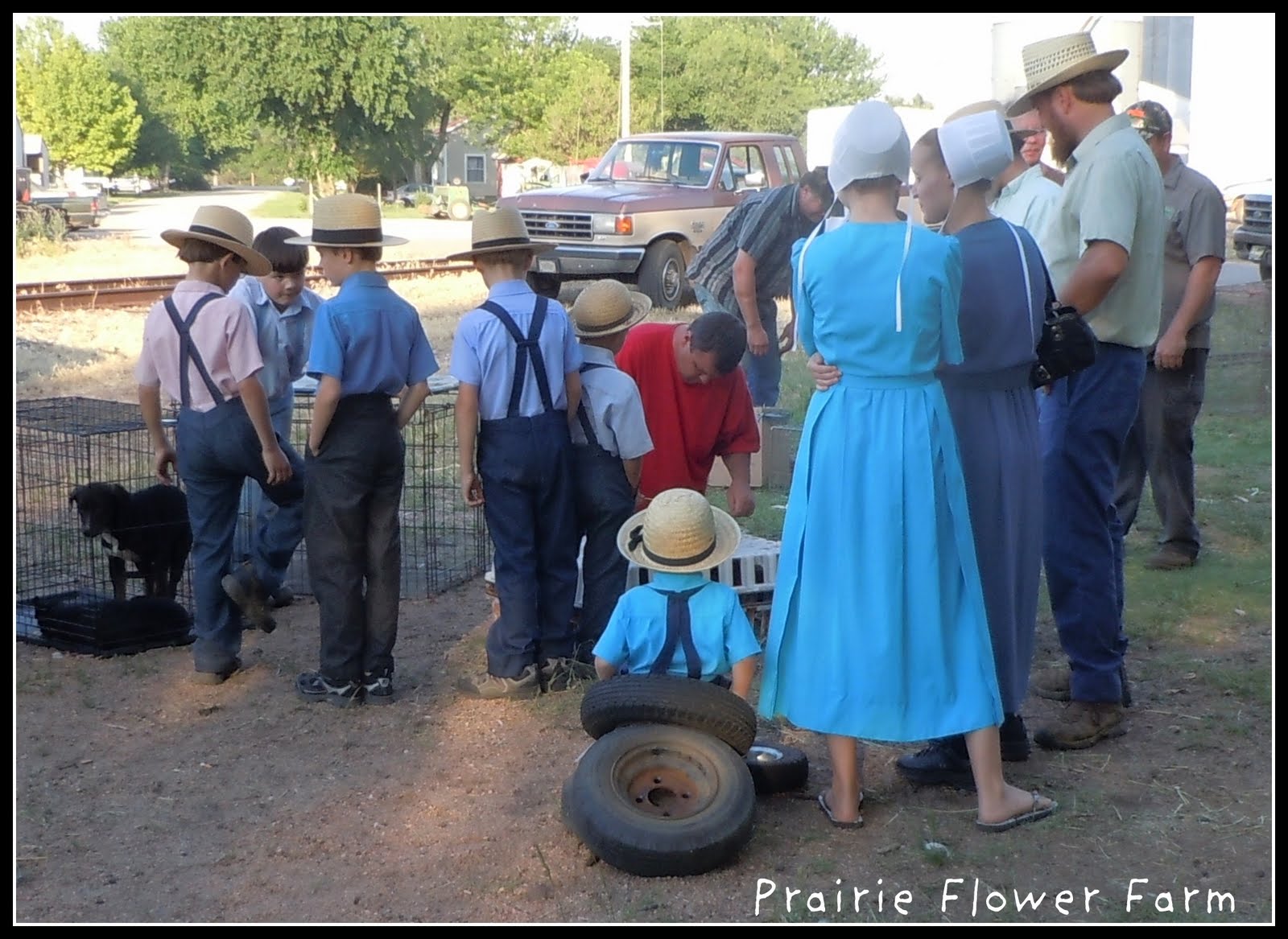 Prairie Flower Farm If you would have gone to the Amish Yoder Chicken