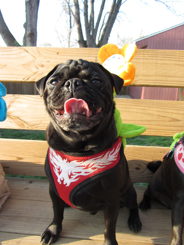 A Day in the Life of Pugs: Happy Spring