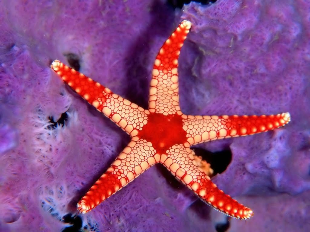 SEDANG TRENDING!: Epic BEAUTIFUL STARFISH!