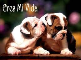 Muchas imagenes de amor, imagenes amorosas con frases de amor