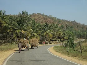 The view of the grazing buffaloes and the peaceful landscape