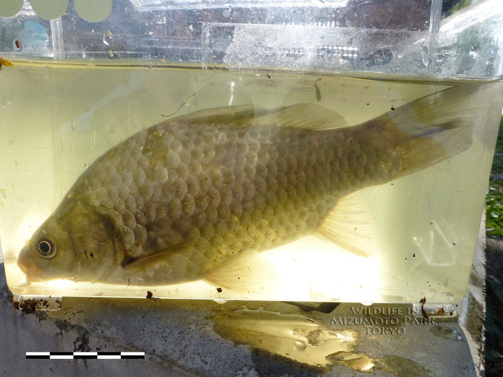 フナ類(ギンブナ) Silver Crucian Carp-水元公園の生き物
