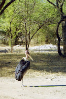 Kenya-charognard