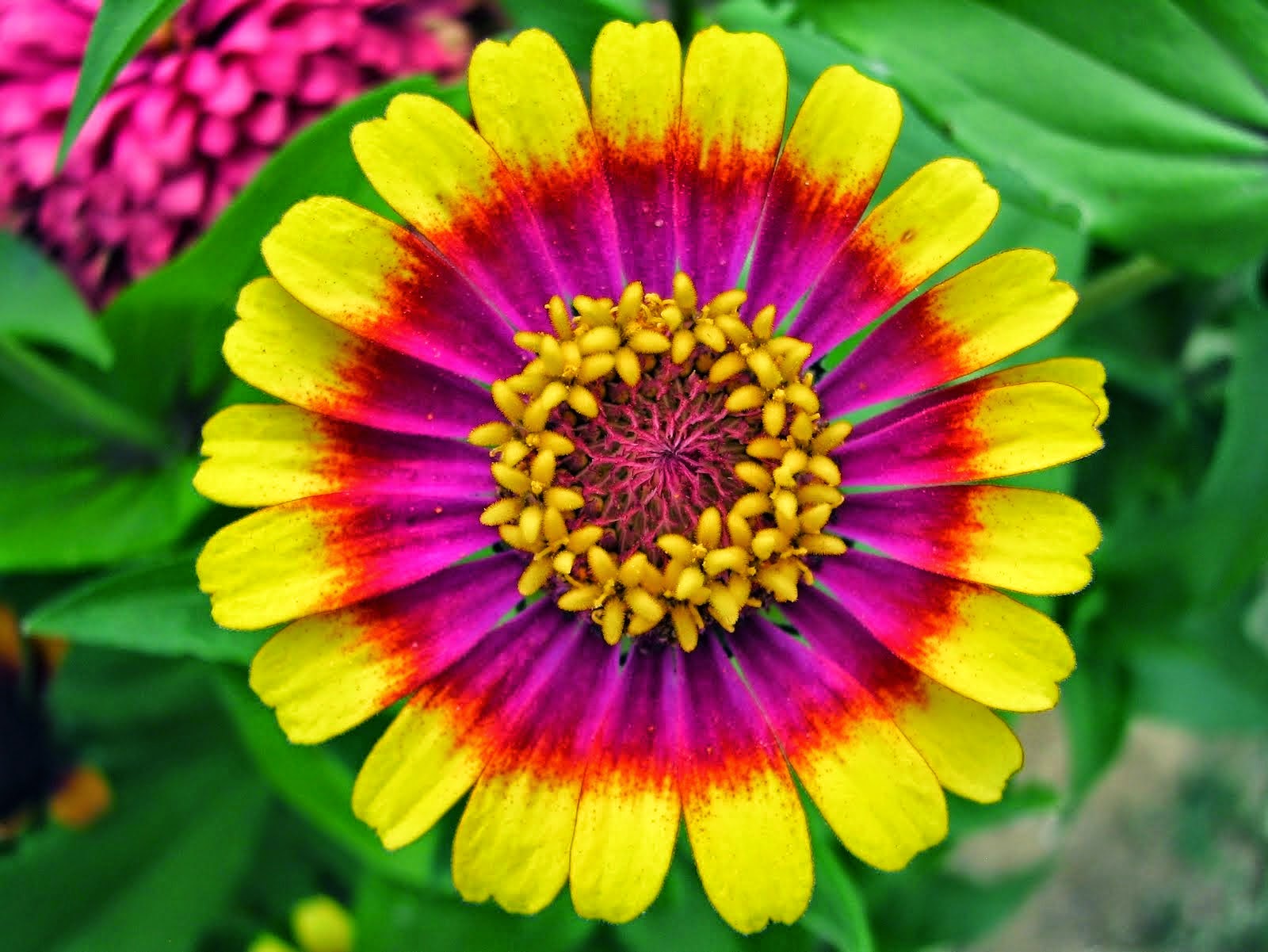 Цинния олд мехико Цинния олд мехико