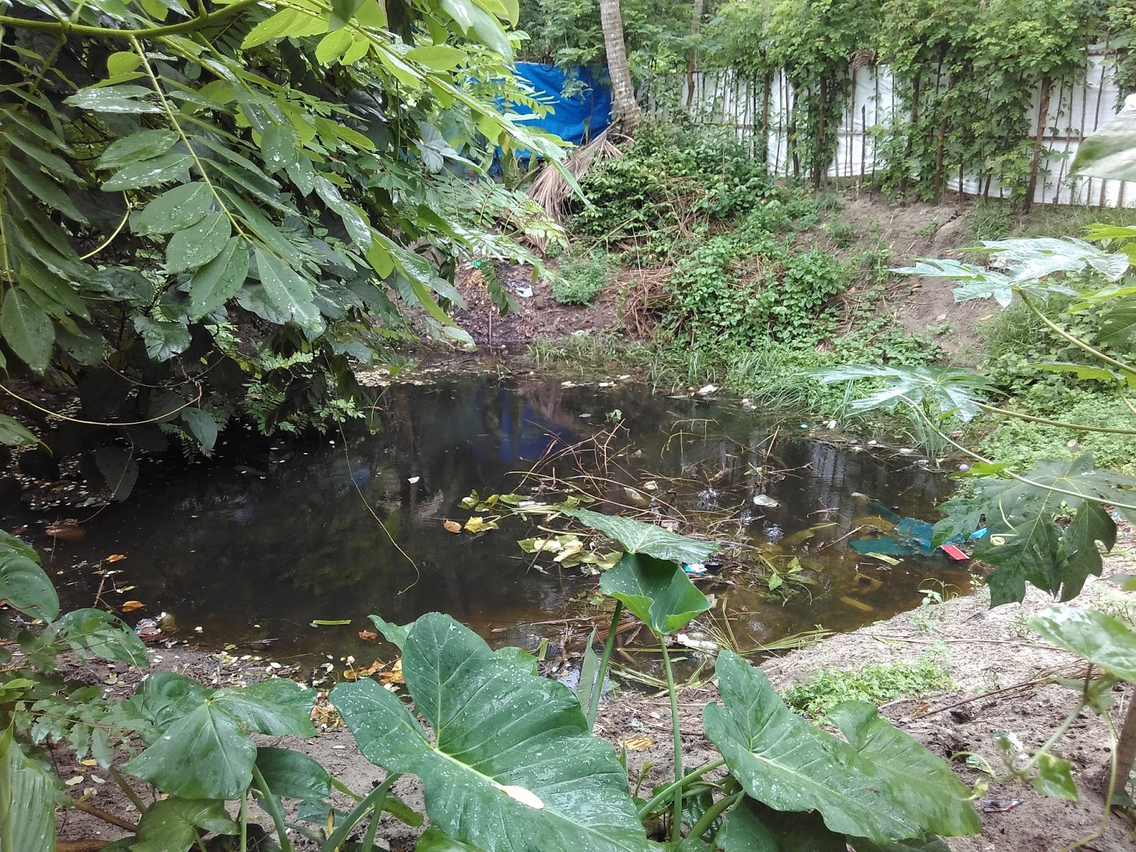 dirty-pond.jpg