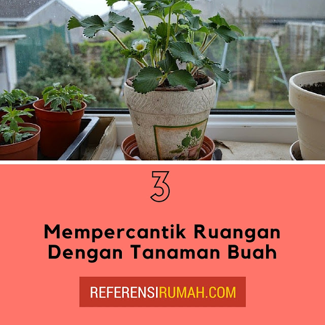 Ciptakan Suasana Hijau Dalam Ruangan Dengan Tanaman Buah Ciptakan Suasana Hijau Dalam Ruangan Dengan Tanaman Buah