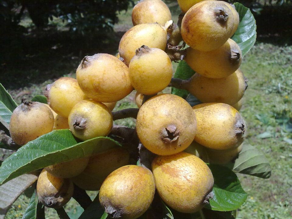 Jaime Ramos Méndez Nísperos o Mísperos Frutas silvestres de Tarecuato y su región Jaime Ramos Méndez Nísperos o Mísperos Frutas silvestres de Tarecuato y su región