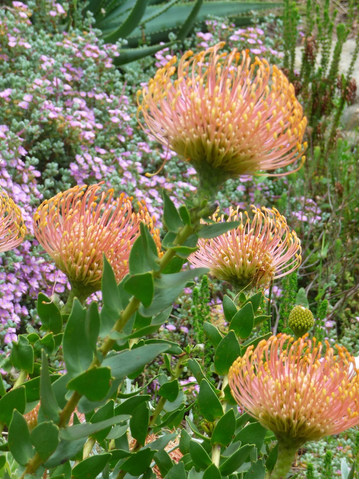 Cape Town et l'Afrique du Sud Le plus beau jardin d'Afrique