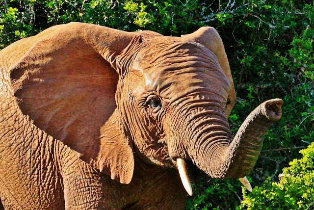 gajah memiliki telinga besar