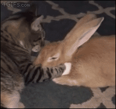 Amazing Creatures: Funny animal gifs - part 211 (10 gifs)