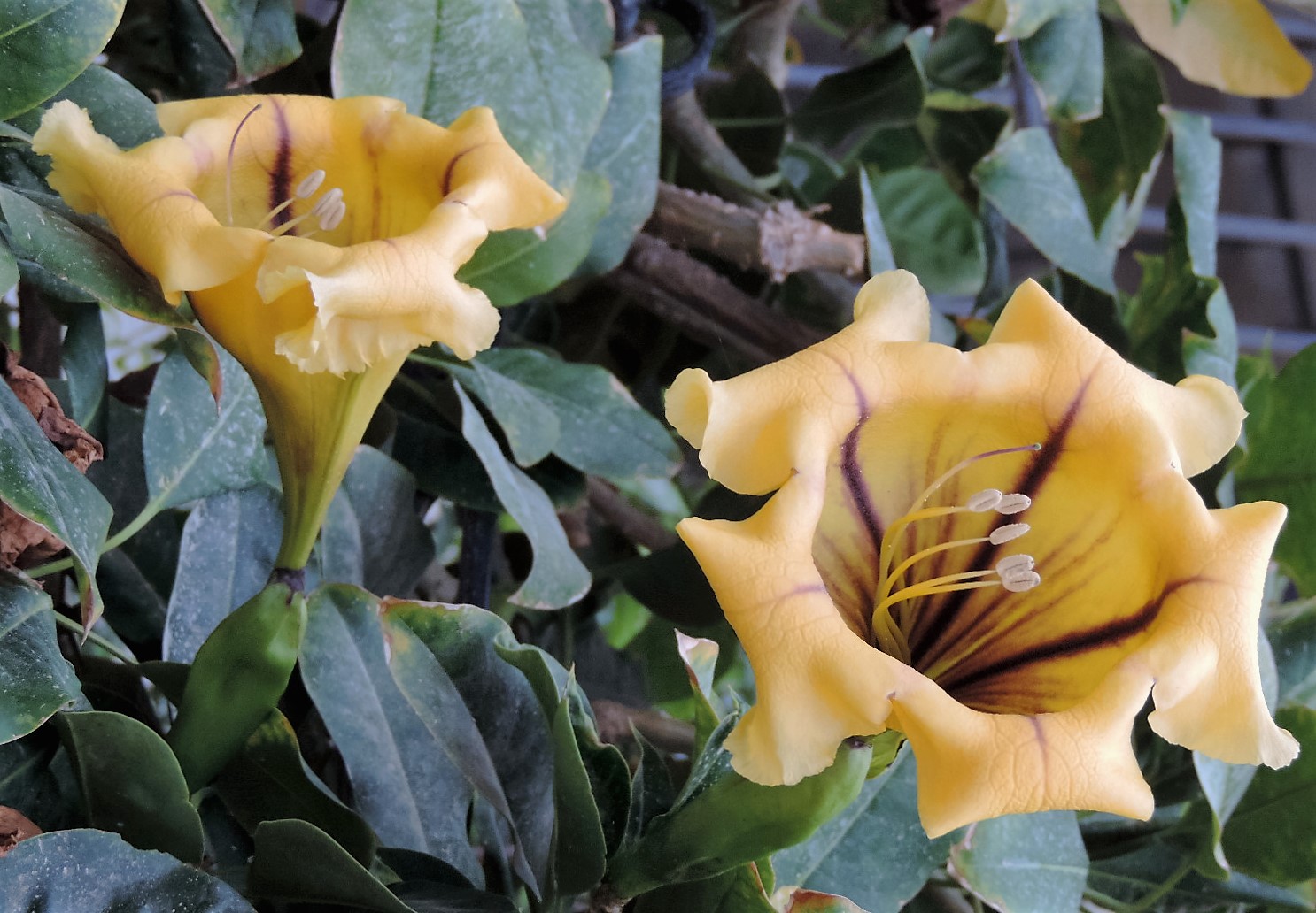 Dun Giljan's Blog Flowers from Malta part 6