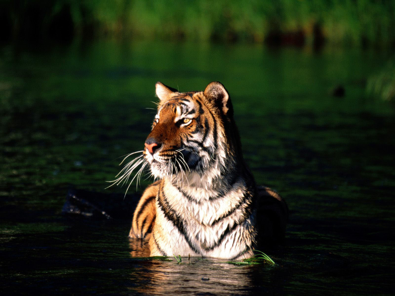art pictures: Bengal Tiger Wallpapers