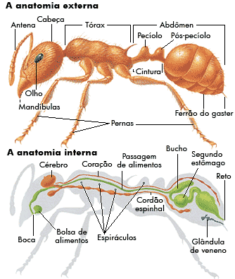Turminha do 4º ano: Respiração das formigas