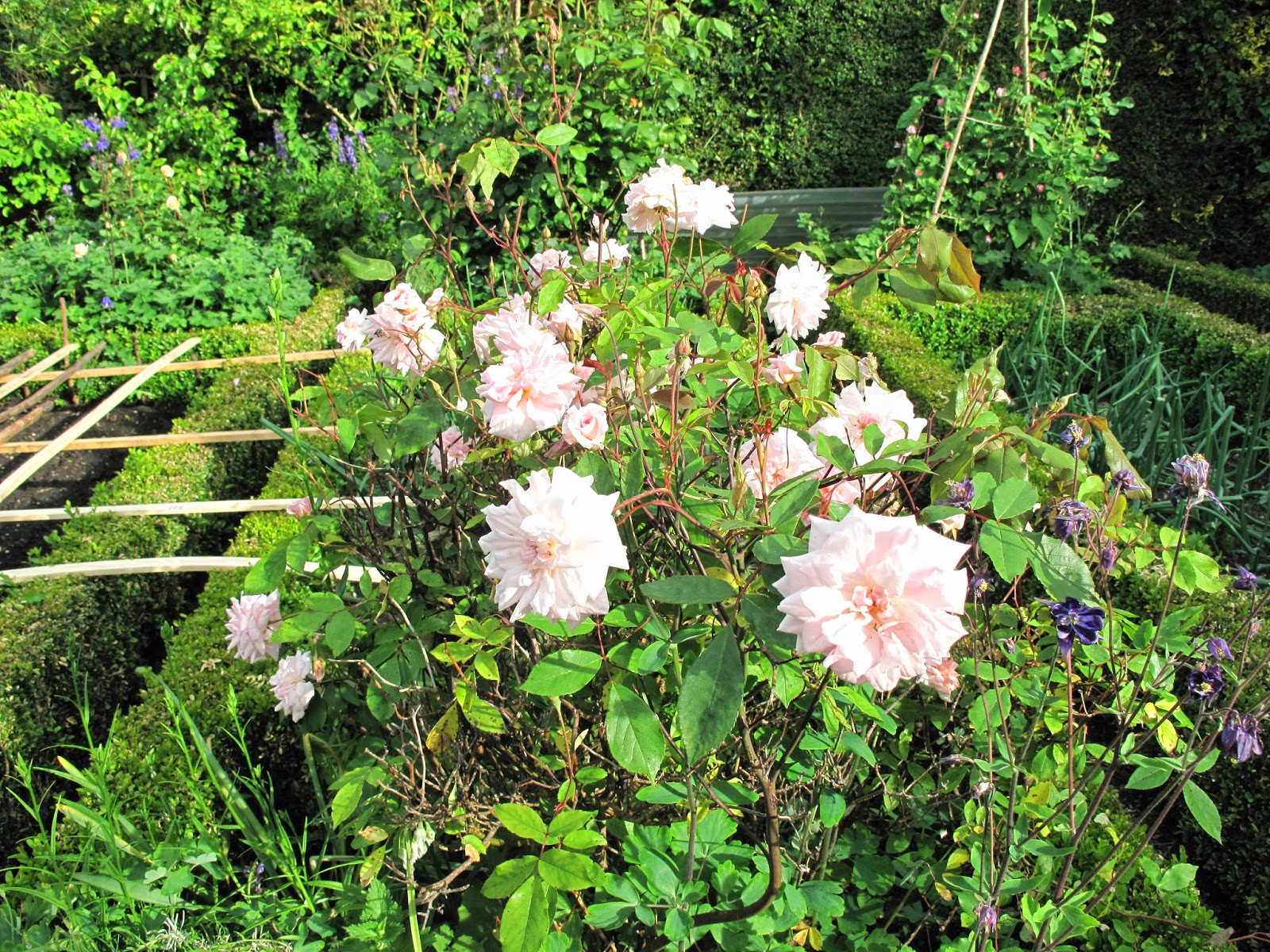 Joanne's Cottage Garden ROSES IN MY VEGETABLE GARDEN