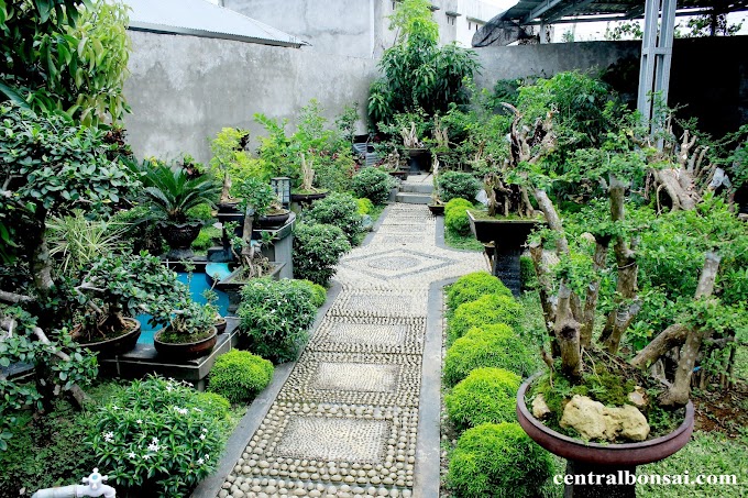 Pohon Bonsai Taman | Pohon Bonsai Beringin Korea