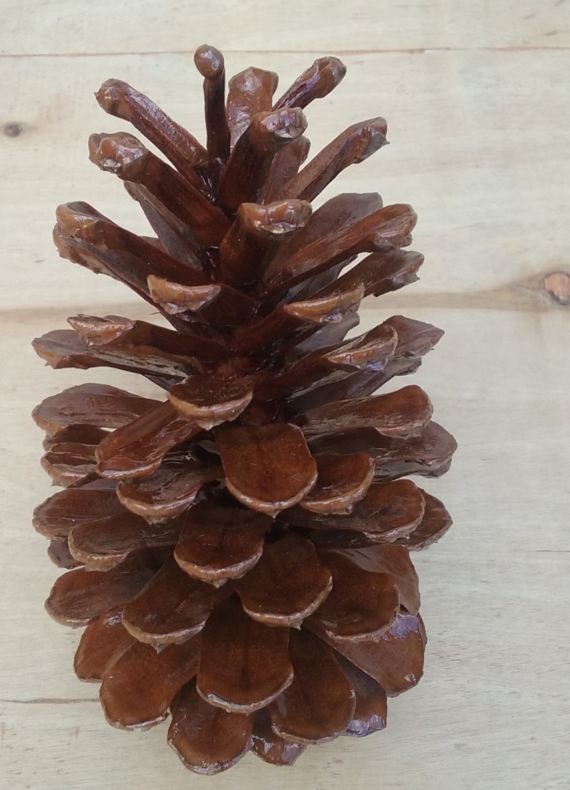 The Many Hats of M.E.L. Pinecones and Pine Needles