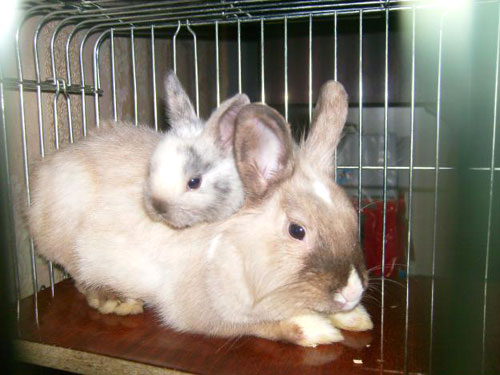 Йти на прогулянку з кроликом: поради та правила