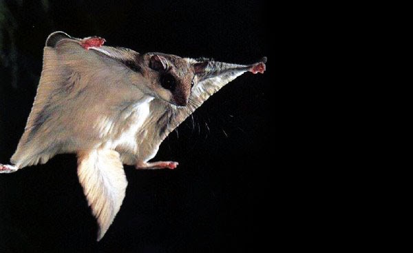 10 haiwan terbang  yang  aneh Unikversiti