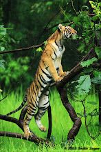 Tadoba Tiger