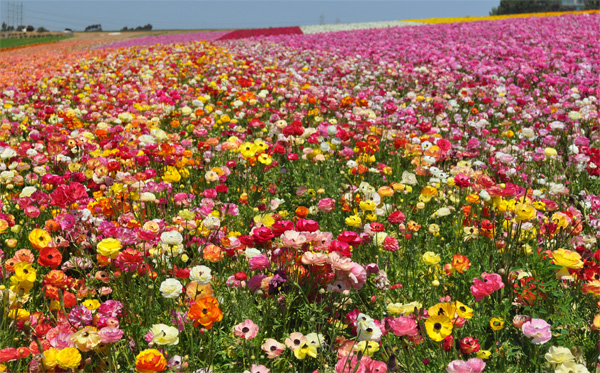 Ranunculus Fields in San Diego, California