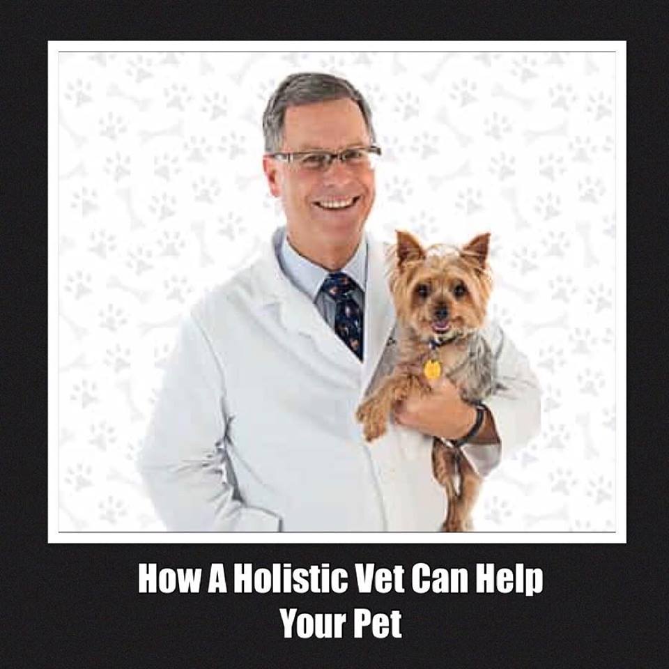 How Do I Find A Holistic Veterinarian And What Can A Holistic Vet Do