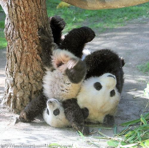 Two pandas.