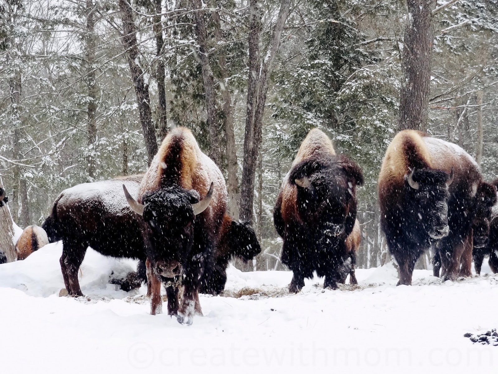 Create With Mom Beauty of Canadian Wildlife in Winter at Parc Omega