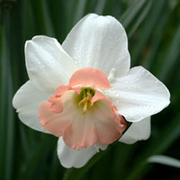 March Birthday Flower:
