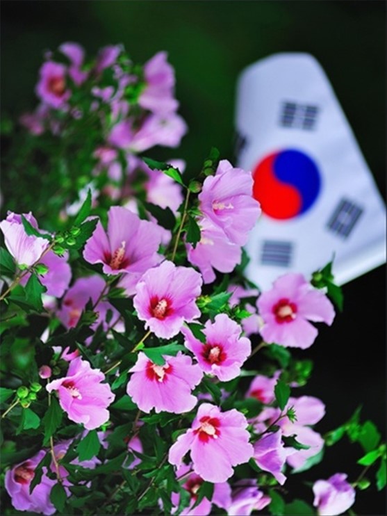 The republic of South Korea 대한민국 The Traditional Flower of South Korea