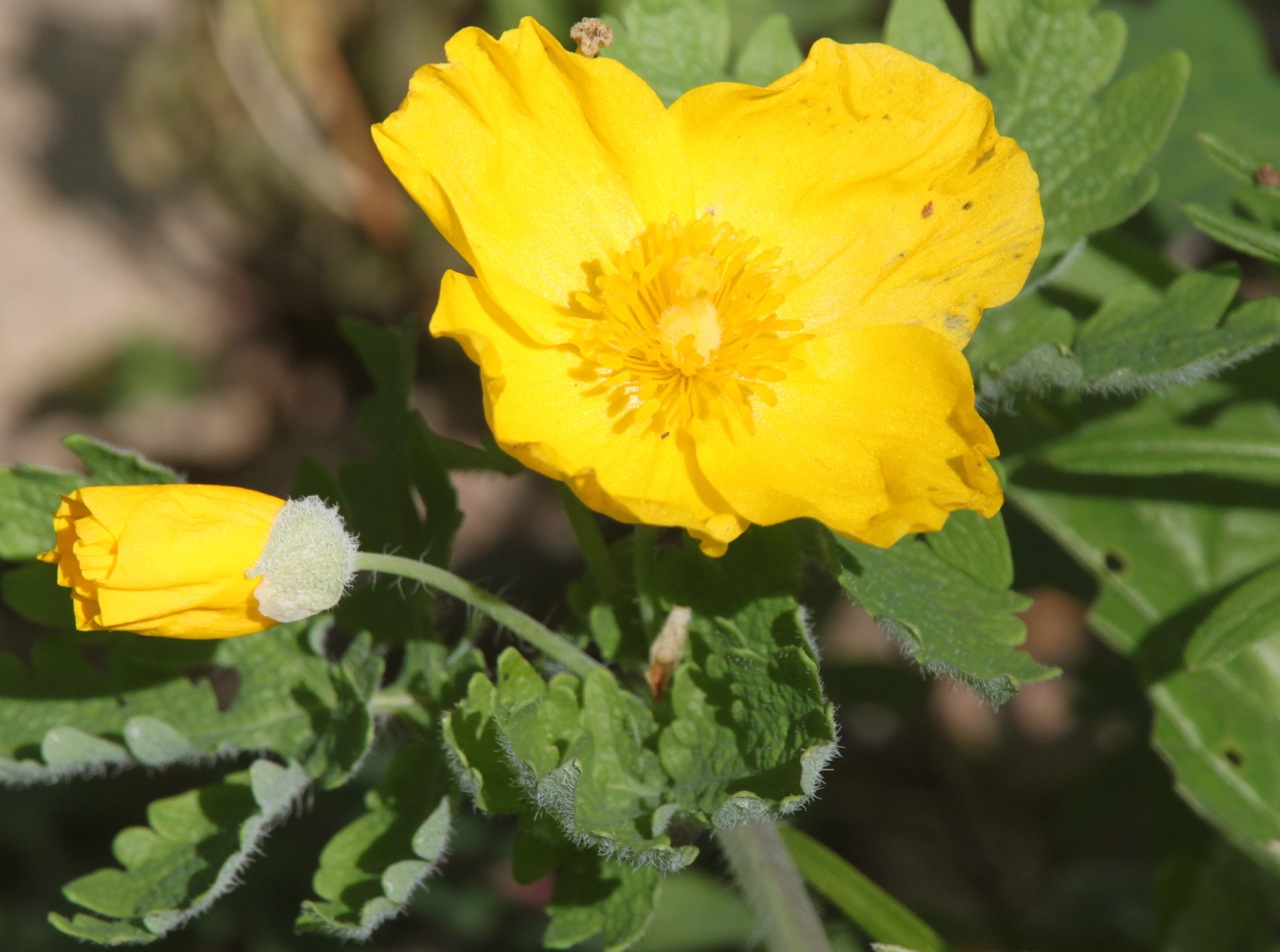 Kalamazoo Seasons April Wildflowers
