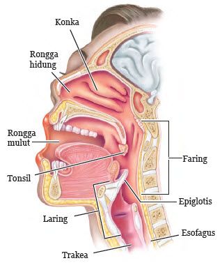 Sistem Pernapasan Manusia Imron Web Id