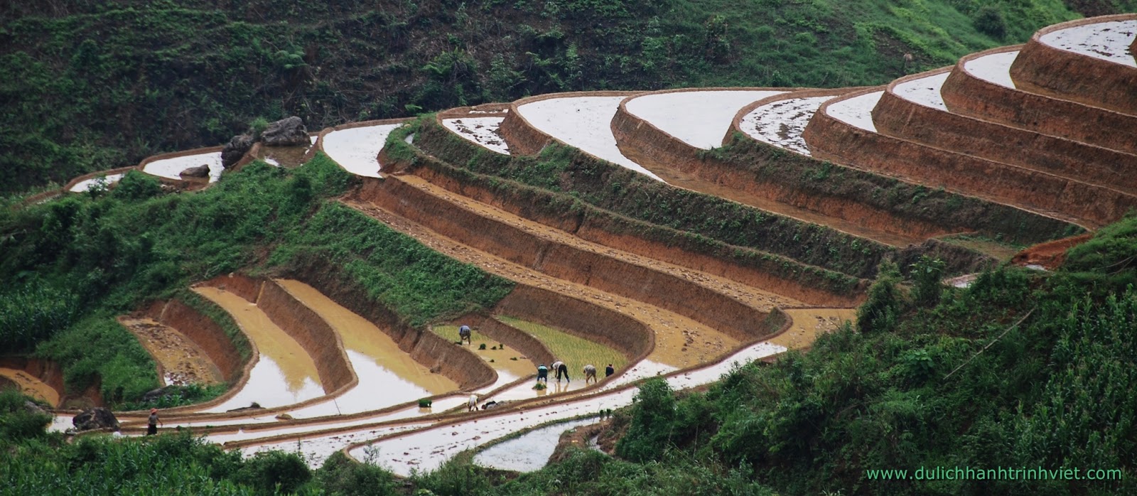 Rizières en terrasse de la région Mu Cang Chai - La saison du répiquage 