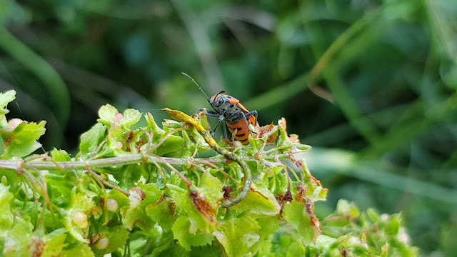 Lygaeus equestris