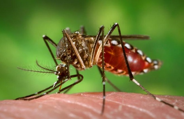 Desatascos Sevilla: Control de plagas del mosquito tigre