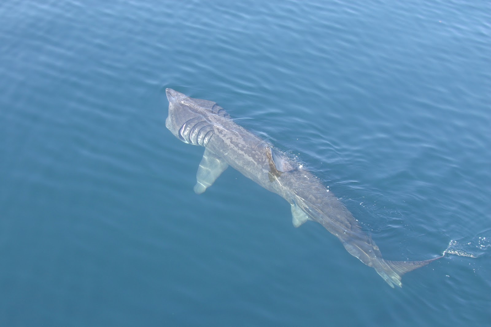 Basking Shark - Fishes World - HD Images & Free Photos