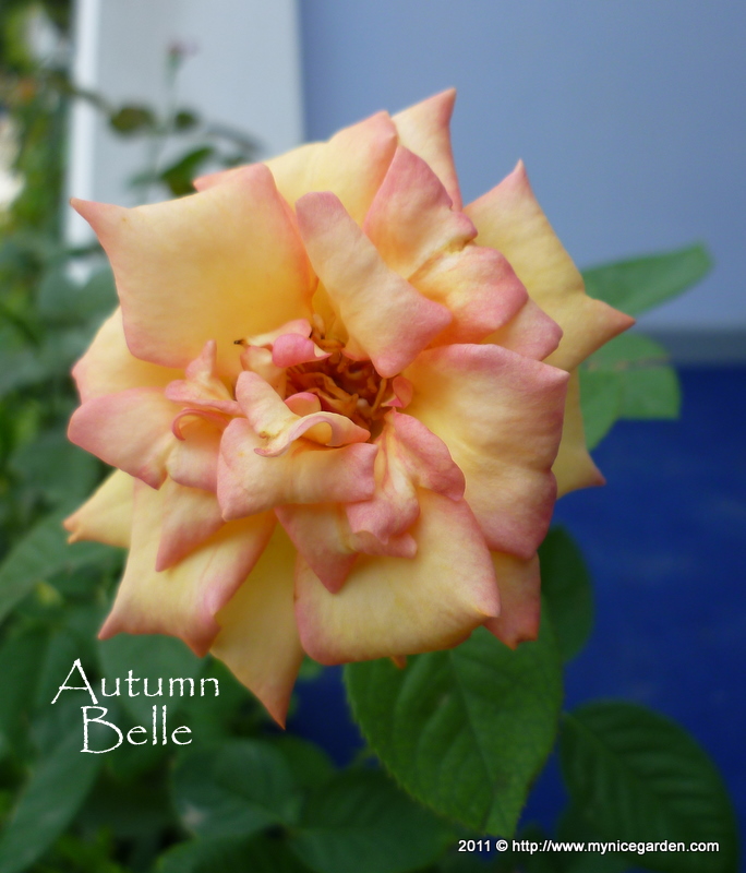 My Walk With Food And Beautiful Plants And Flowers Yellow Flower