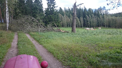 tuulen kaatama koivu