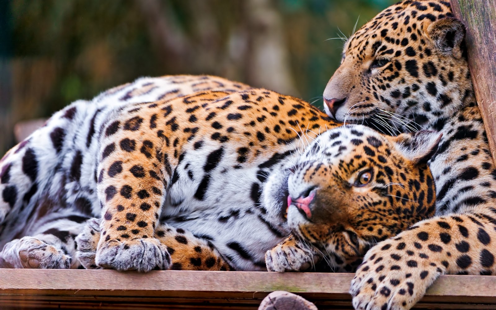 Alluring Playful Jaguar Couple