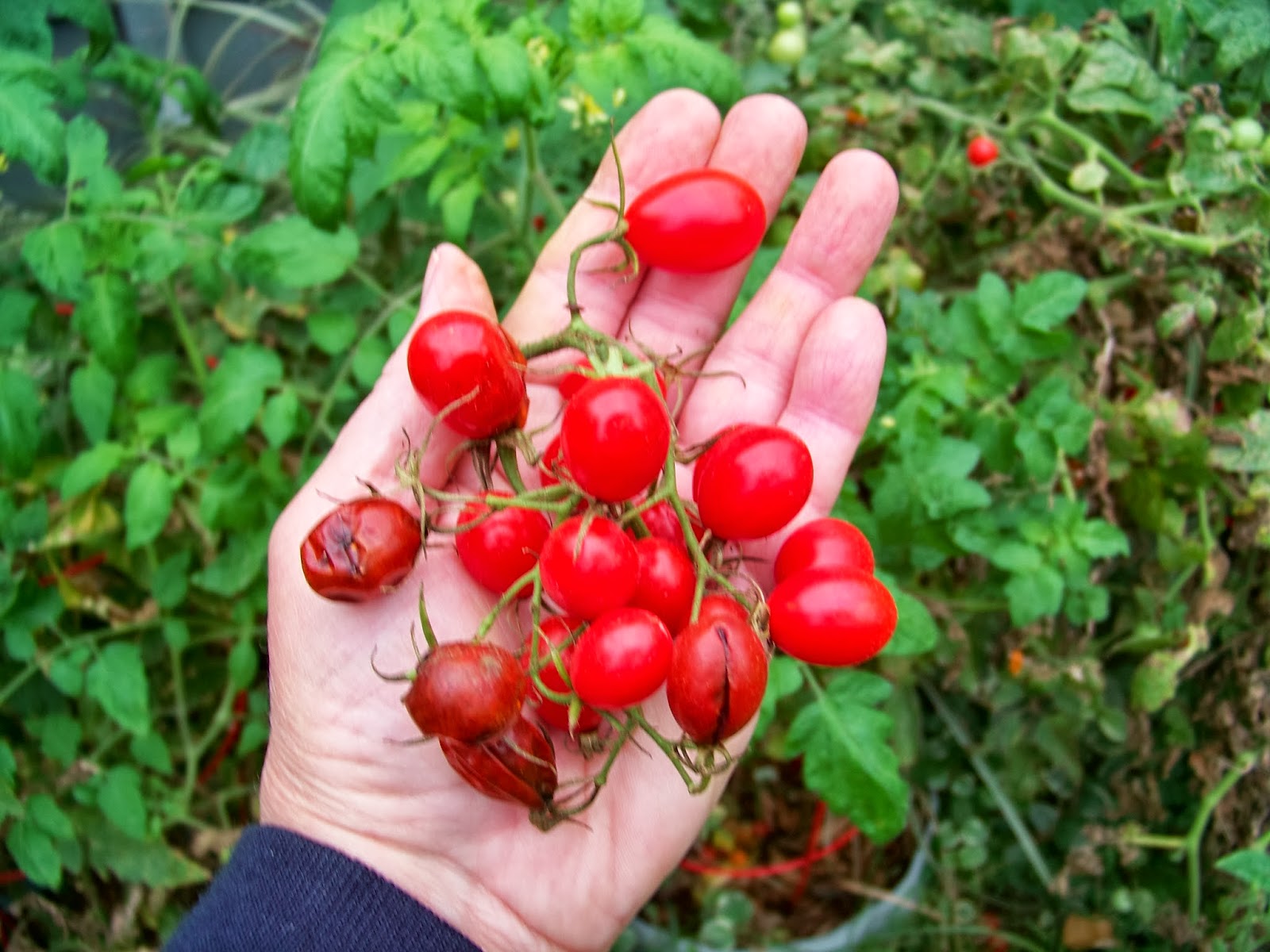 Tell Me A Story CHERRY TOMATOES, Fruit or Vegetable?