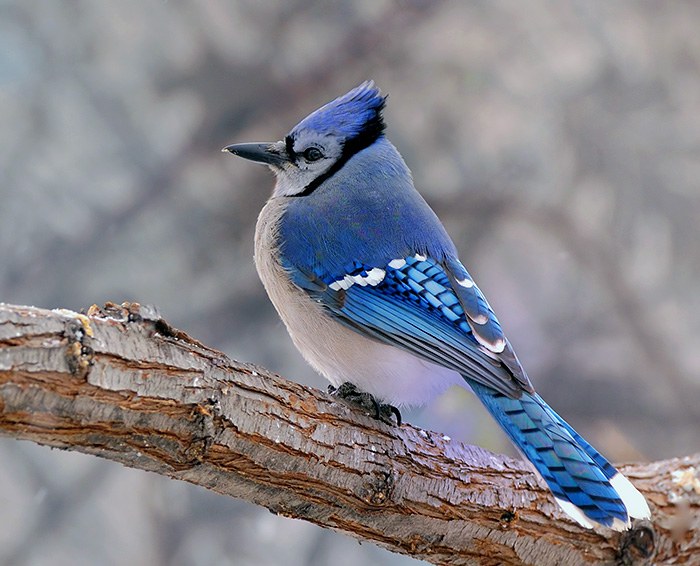 Hd Desktop Wallpaper Blue Jay Wallpapers