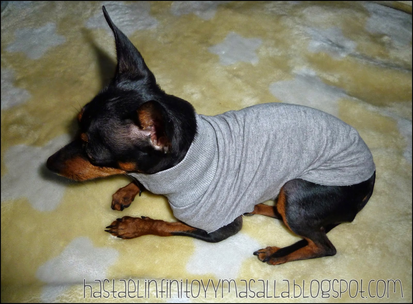 Hasta el INFINITO y allá!!: TUTORIAL: como ropa perros DIY, fácil y rápido.
