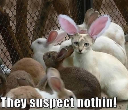 True Book Addict...Books, Cats, and More: Cat Thursday--Rabbit Cat, or ...