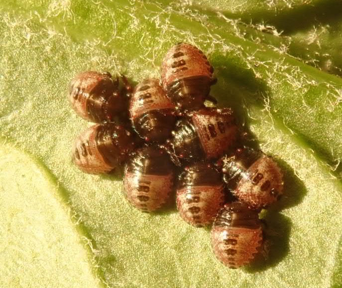 Springfield Plateau Stink Bug Eggs