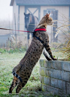 The world's longest cat